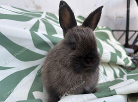 Netherland Dwarf x Mini lop