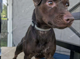Chocolate patterdale