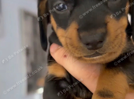 Beautiful Dachshund puppies ready to home