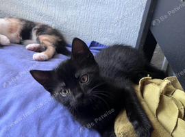 5 beautiful kittens available