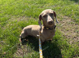 Miniature Dachshund for stud
