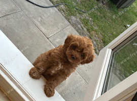 Asian extra Mini maltipoo ready to go(3 left