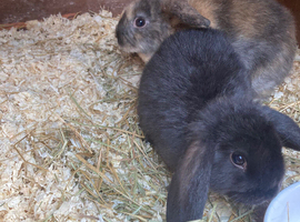 5 lops