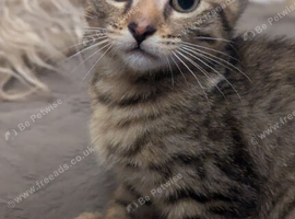 Kittens ready now. 4 females 1 male