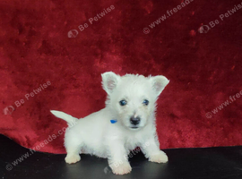 West highland white terrier