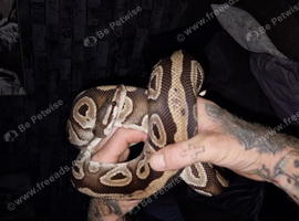 Female bull python