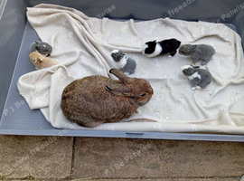 Beautiful Dutch x Netherland dwarfs