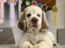 1 kc reg show female clumber puppy