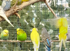 Lovey budiges for sale