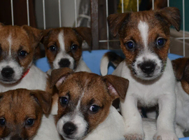 Jack Russell puppies