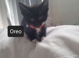 Loving kittens needs a loving home