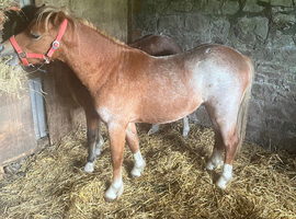 Chestnut roan section a