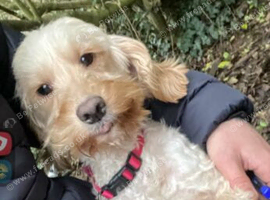 Beautiful lady needs her forever home