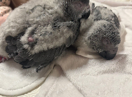 Hand reared Congo African grey