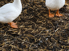 Cherry valley ducklings