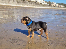 Old Thyme Bulldog up for Stud