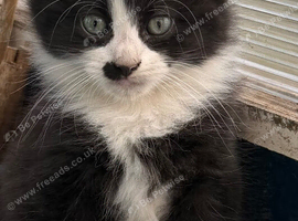 5 Beautiful Fluffy Kittens