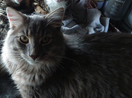 Male cat