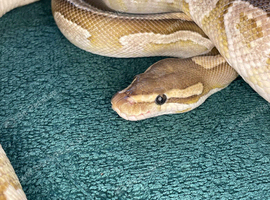 Reduced ball pythons for new homes