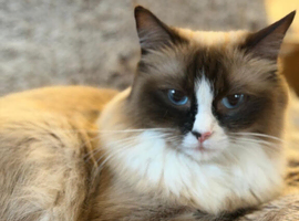 Beautiful Ragdoll Kittens Ready Soon