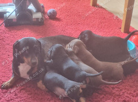 Dachshund X Puppies