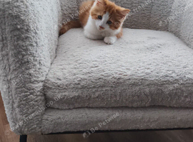 12 week old kittens for sale