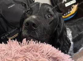 Parker needs his forever home