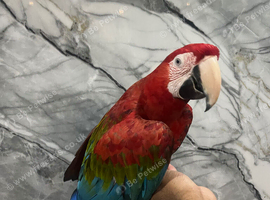 Friendly HandReared Super Tame Cuddly Greenwing Macaw Parrot