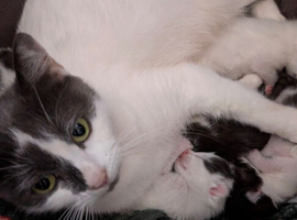 8 week old males kittens  ready for pick up