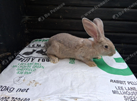 Flemish giant babys