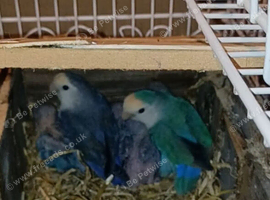 Breeding Pair of Lovebirds (Agapornis roseicollis) with 4 Chicks, Cage & Nesting Box