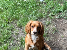 Female cocker spaniel puppy