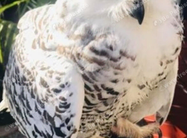 3 year old female snowey owl for a new home