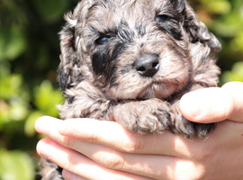 Health tested f1b cockapoo babies