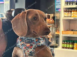 Male dachshund Isabella & tan