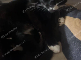 6 kittens for sale