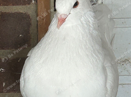 Modina pigeon for sale