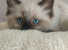 Stunning Ragdoll boy Looking for his Forever Home