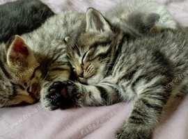 Kittens looking for a loving home in Liskeard Cornwall