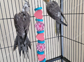 I can take in unwanted birds with cages only