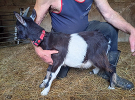 Female pygmy goats