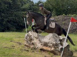 14.2/3H - 4Yo - Irish - Bay - Gelding