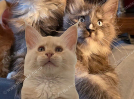 Gorgeous pedigree kittens