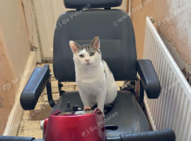 4 year old neutered male