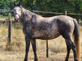 16.2 approx Pre x ID Mare 4 yrs old