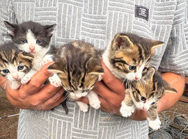 5 Kittens for rehoming