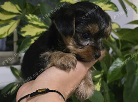 MINI TOY YORKSHIRE TERRIER FOR SALE