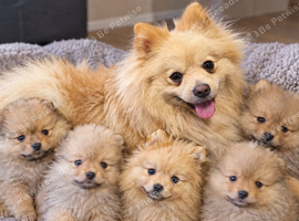 Adorable Pomarenian Puppies for sale.