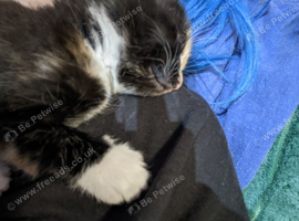 8 Kittens Ready in 2weeks