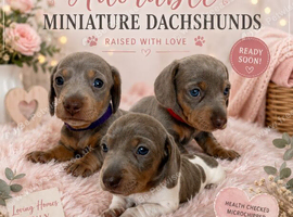 5 KC Miniature Dachshunds